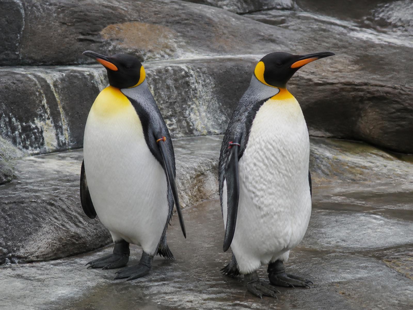 Two adult King penguins standing side by side on pale stone beside water