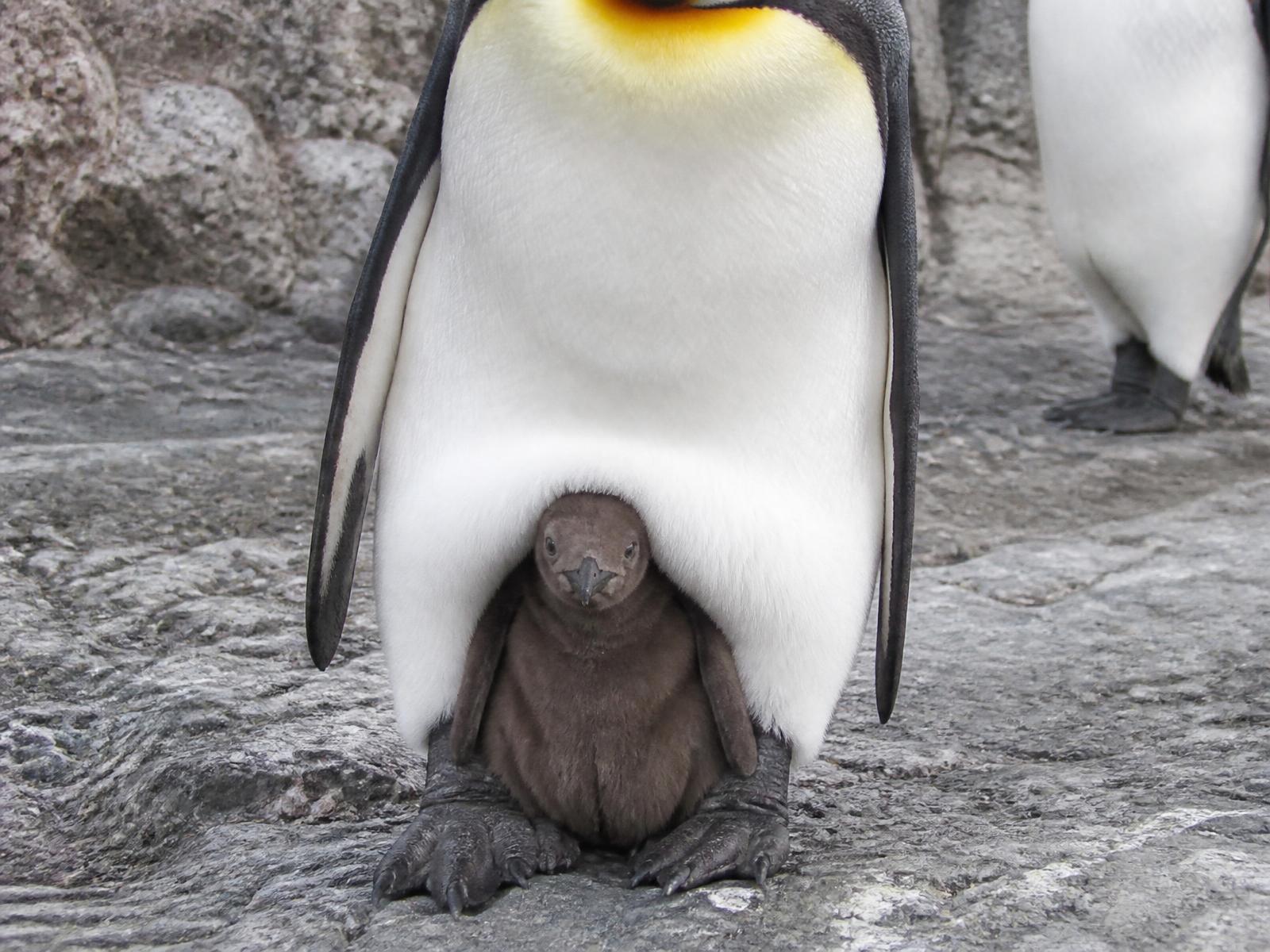 Close-up of a young King penguin chick with brown down sheltering at the feet of an adult penguin