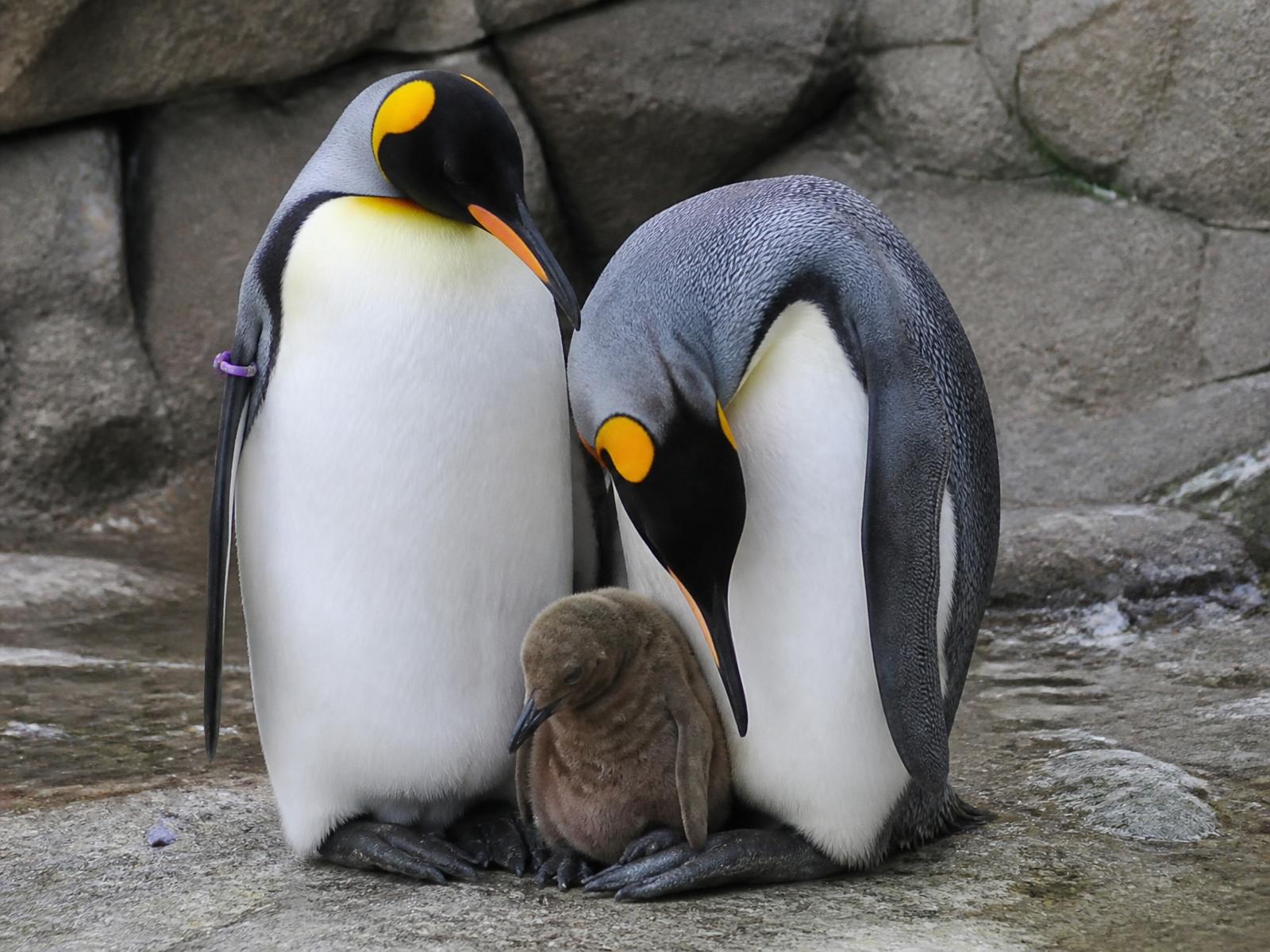 A King penguin chick with brown down sheltering between two adult King penguins on grey rock in a zoo enclosure